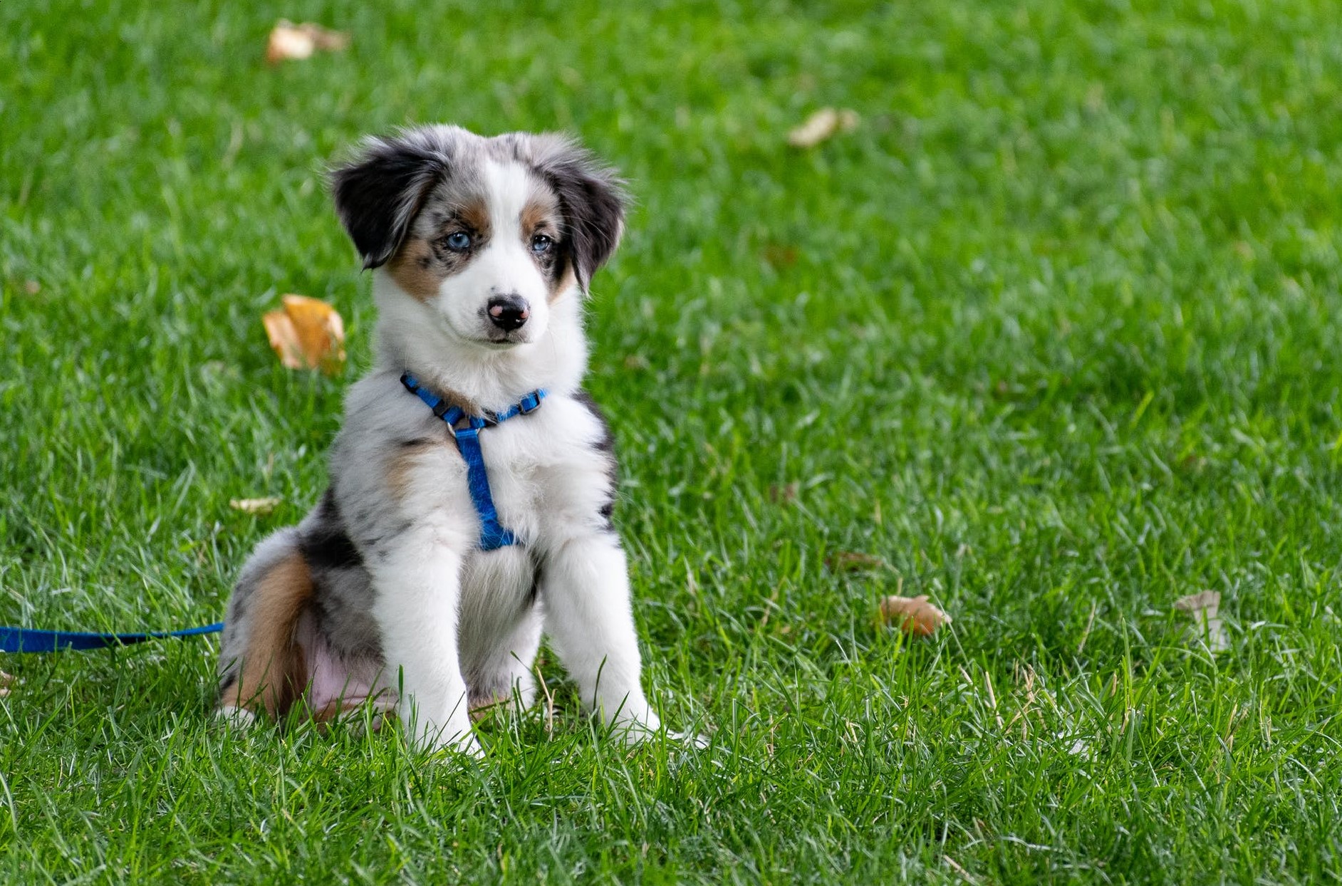 A puppy in a harness sitting patiently in a grassy garden