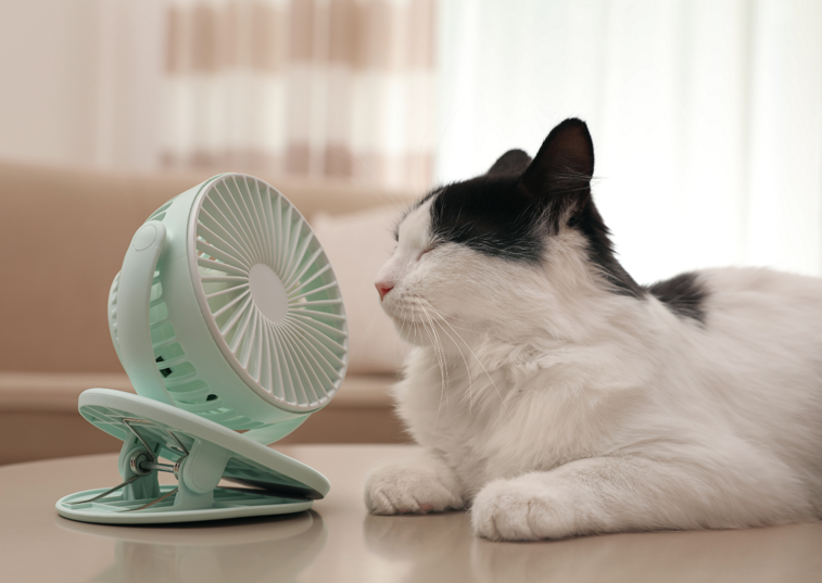 black and white cat sitting in front of a fan