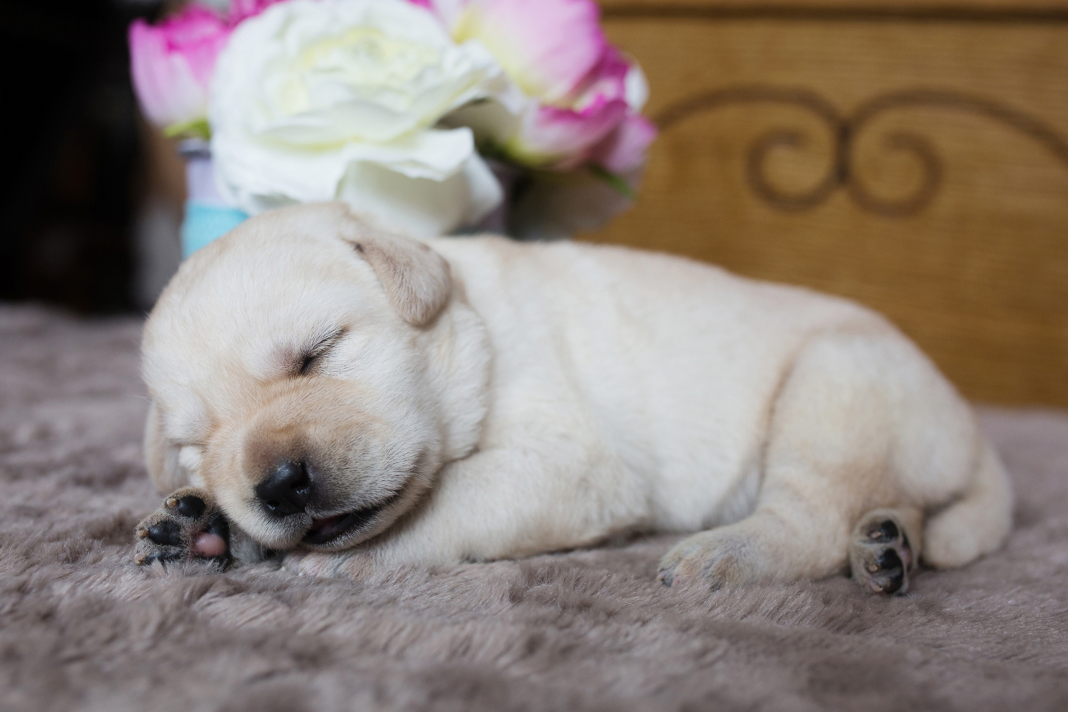 A Labrador puppy asleep on a rug