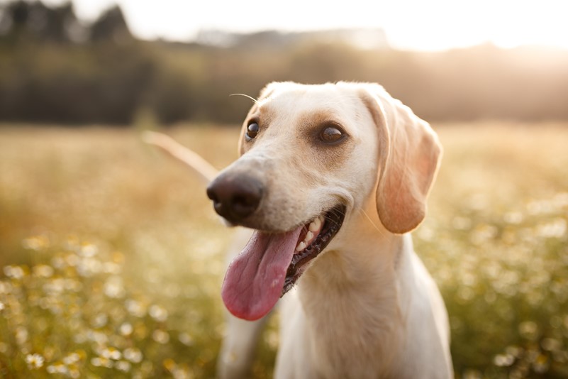 Dog standing in field with tongue out during sunset