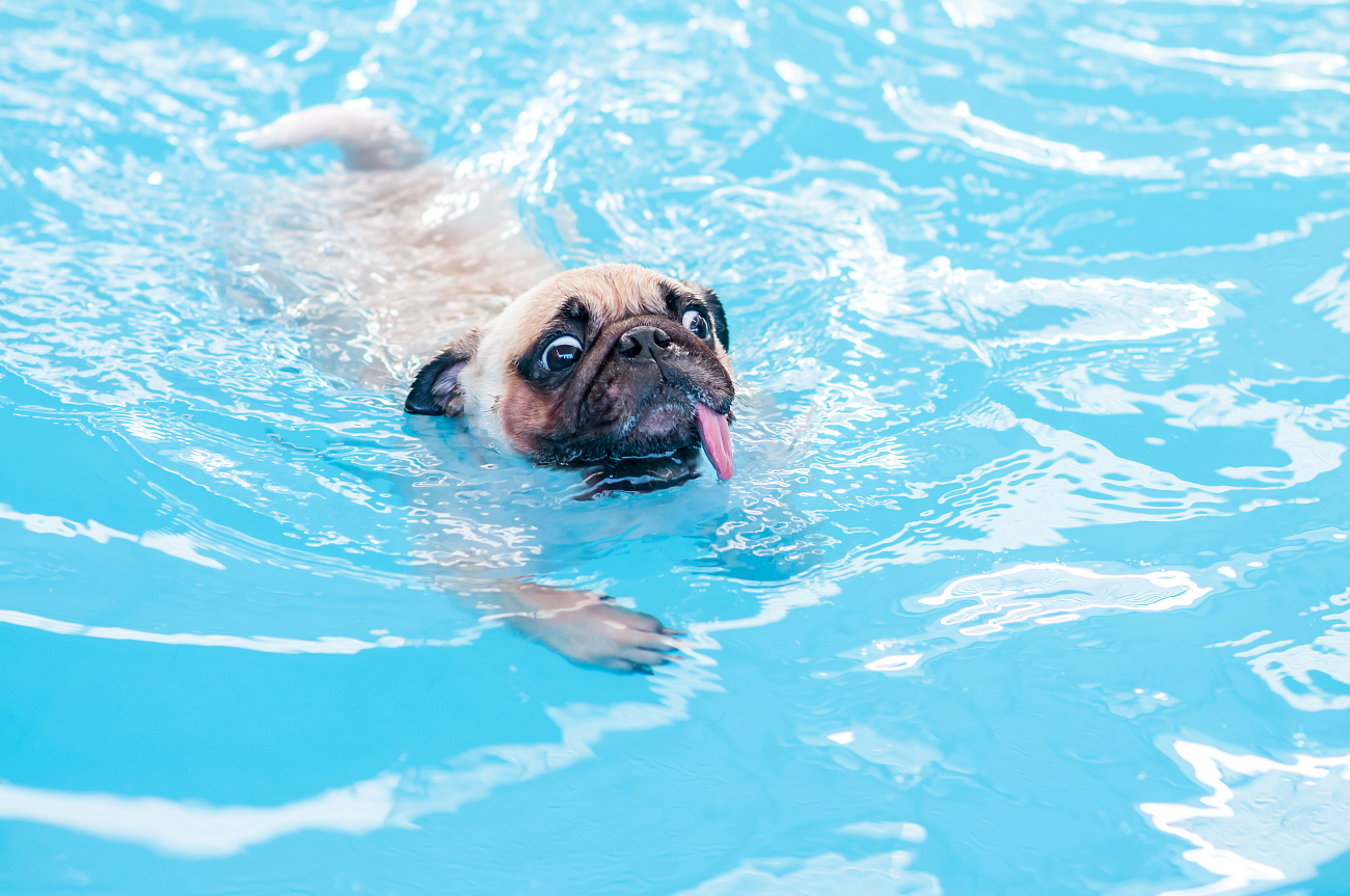 According to a study, approximately 8% of dog breeds are unable to swim proficiently. These breeds include Bulldogs, Dachshunds, Pugs, Basset Hounds, Boxers, Shih Tzus, Corgis, and Maltese. While some dogs may enjoy splashing around in the shallows, these breeds may find it challenging or even dangerous to navigate in deep water.