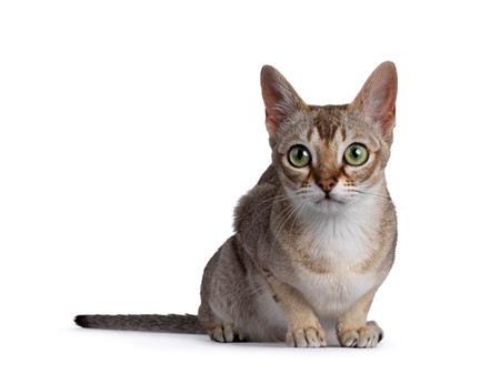 10 Small Cat Breeds That Look Like Cuddly Kittens Forever