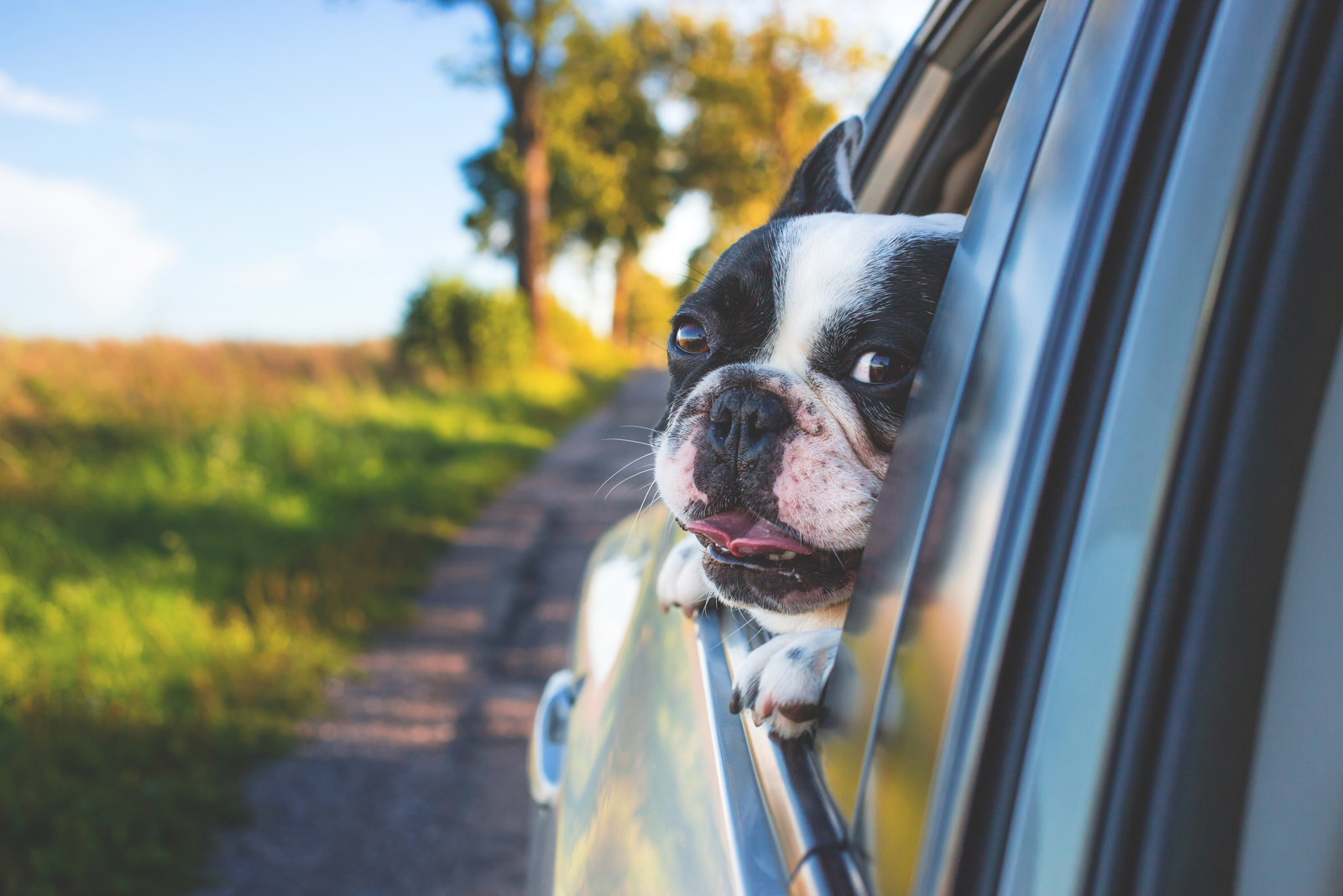 A dog looking out of a car window whilst travelling