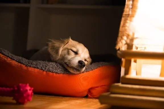 dog sleeping on a red dog bed in house