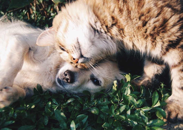 cat and dog lying on the grass together