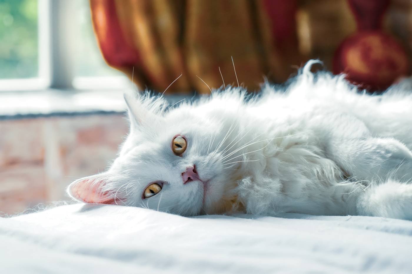 A fluffy white cat relaxing on a bed