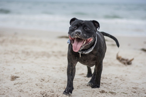 A dog walking on a sandy beach panting with sand around its mouth