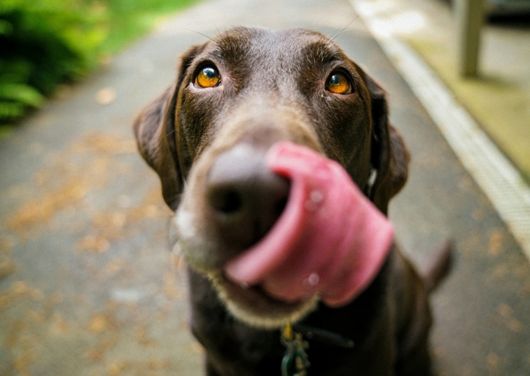 a dog licking their snout