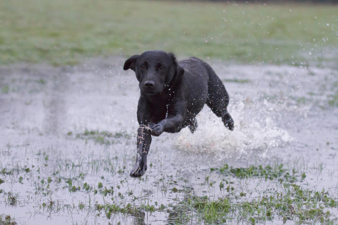 A dog with a docked tail running through a water logged field creating a splash