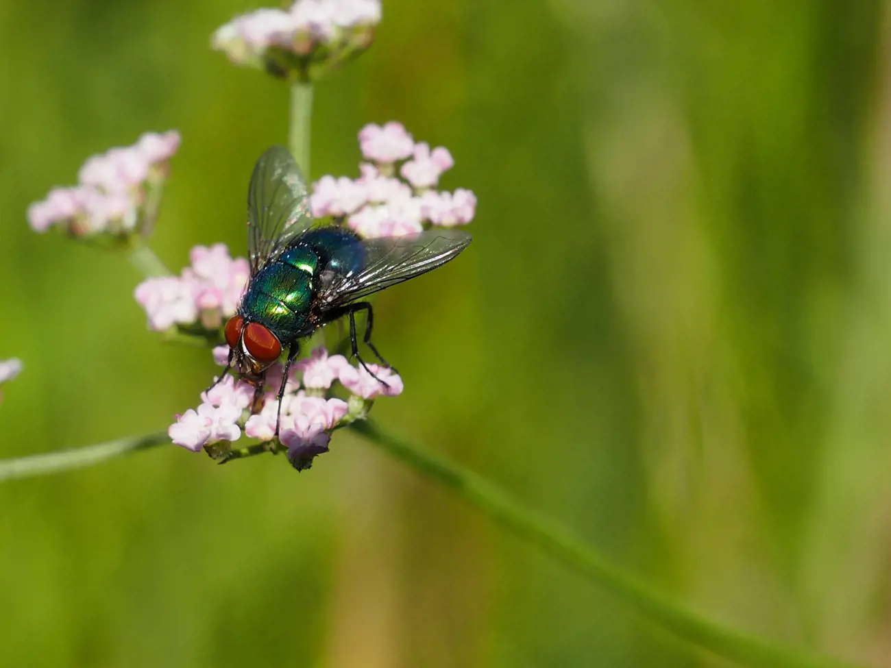 A fly sitting on the leaf of a plant in a field