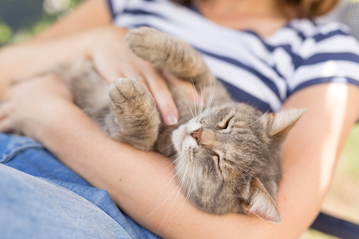 A cat sleeping in the arms of its owner being stroked