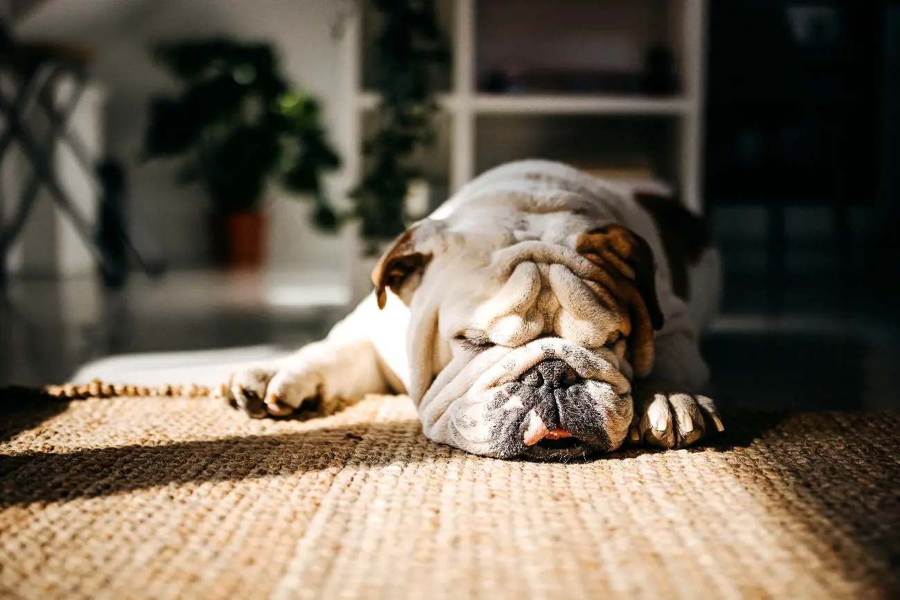 English Bulldogs were originally bred for bull baiting and as butcher's dogs, but today they are known for their gentle nature and make wonderful family pets.