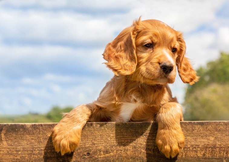 pup hanging on the side of the wall