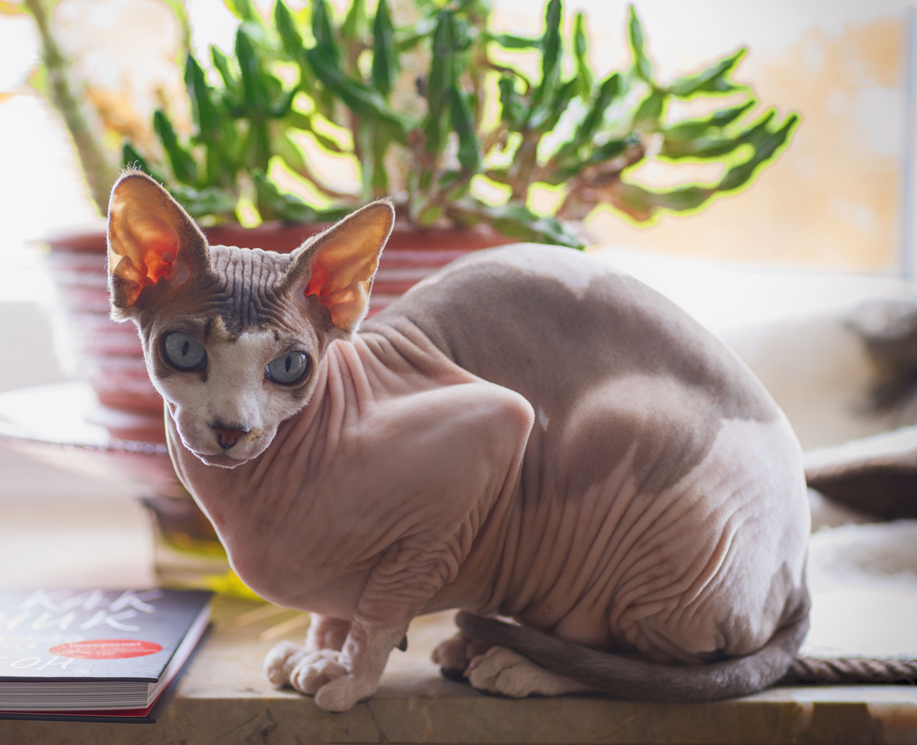 A Sphynx hairless cat sitting on a desk