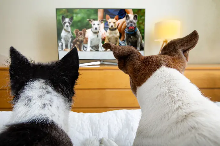 2 dogs watching tv