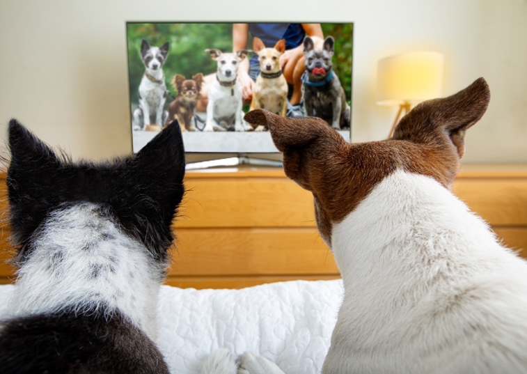 Two dogs watching tv together 