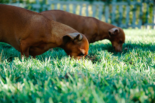 Two dogs eating grass together in a picket fenced garden