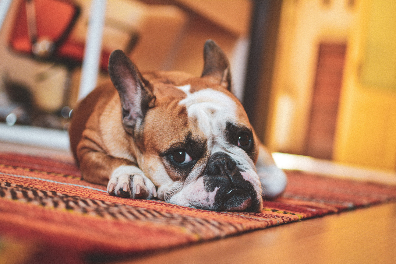 A dog laying on a carpet looking sad