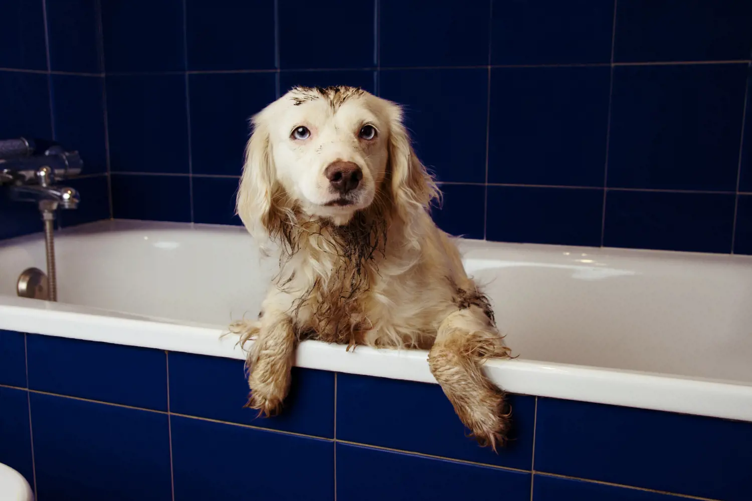 dog wet in a bathtub