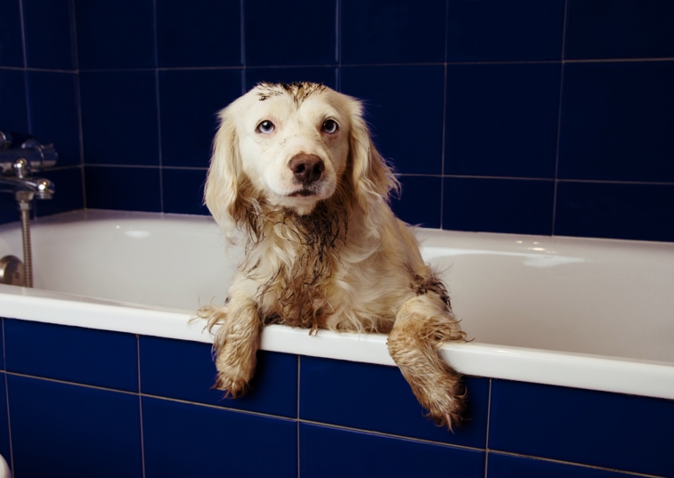 dog wet in a bathtub