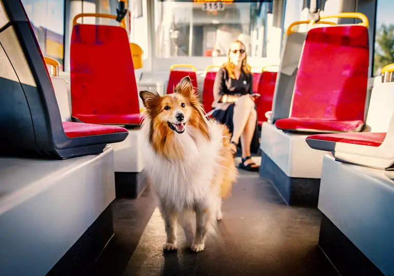 Are dogs allowed on buses?