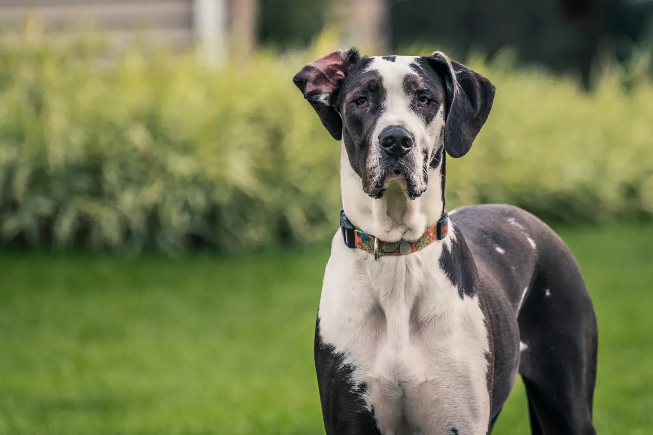 black and white great dane