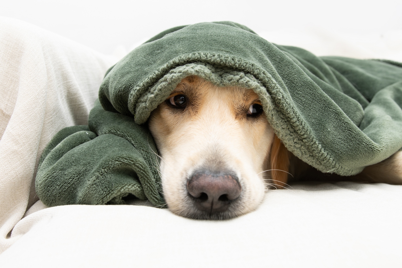 dog covering head with blanket