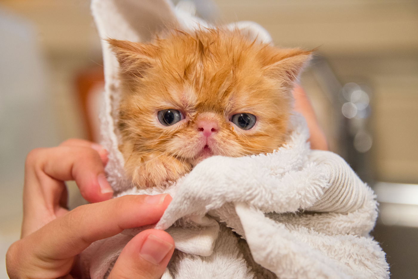 A new born kitten wrapped in a towel