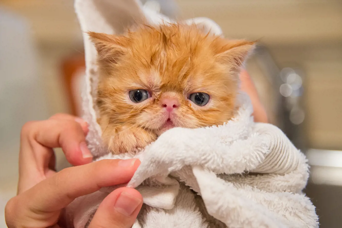 A damp kitten wrapped in a towel