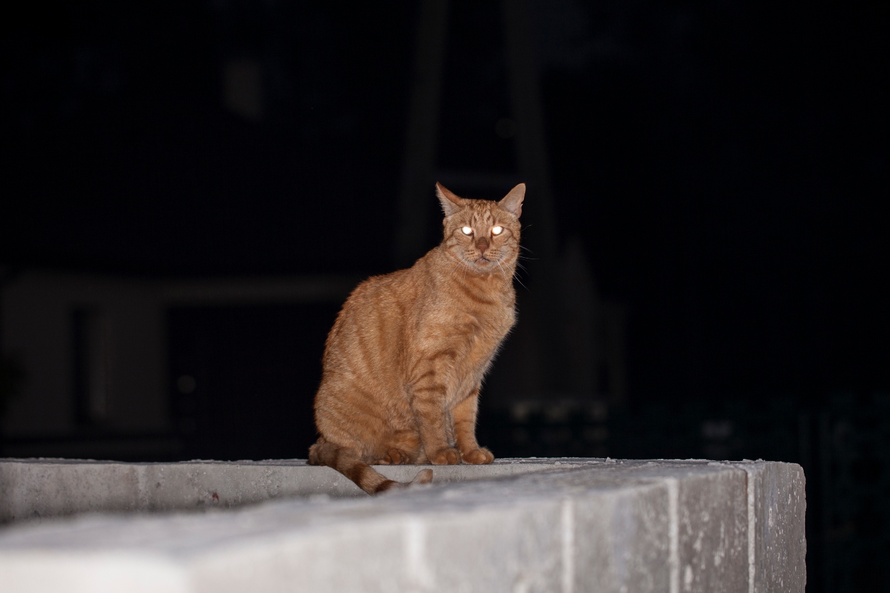 ginger cat at night