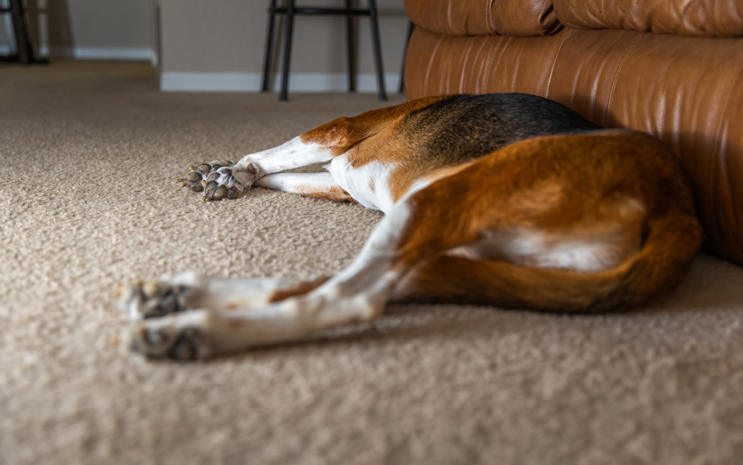 dog laying on its side with their tail between their legs