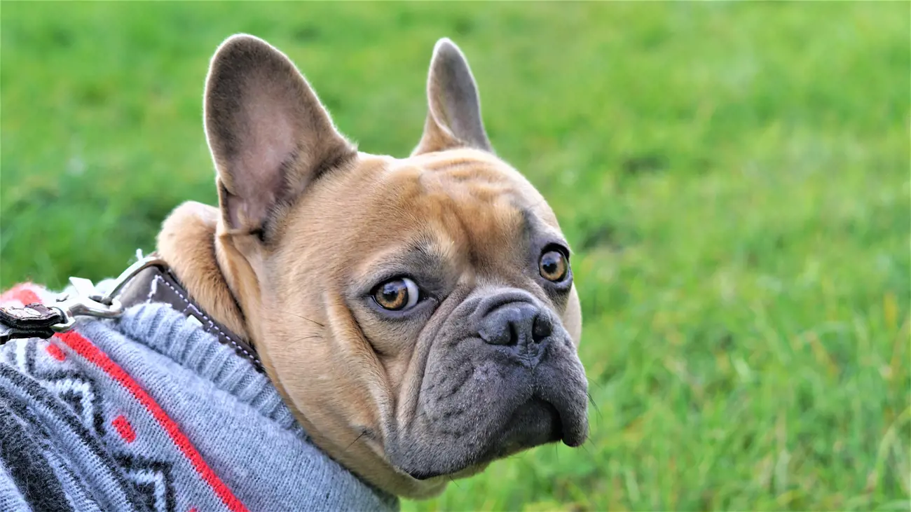 A dog wearing a woolly jumper turning its head to look back whilst out on a walk