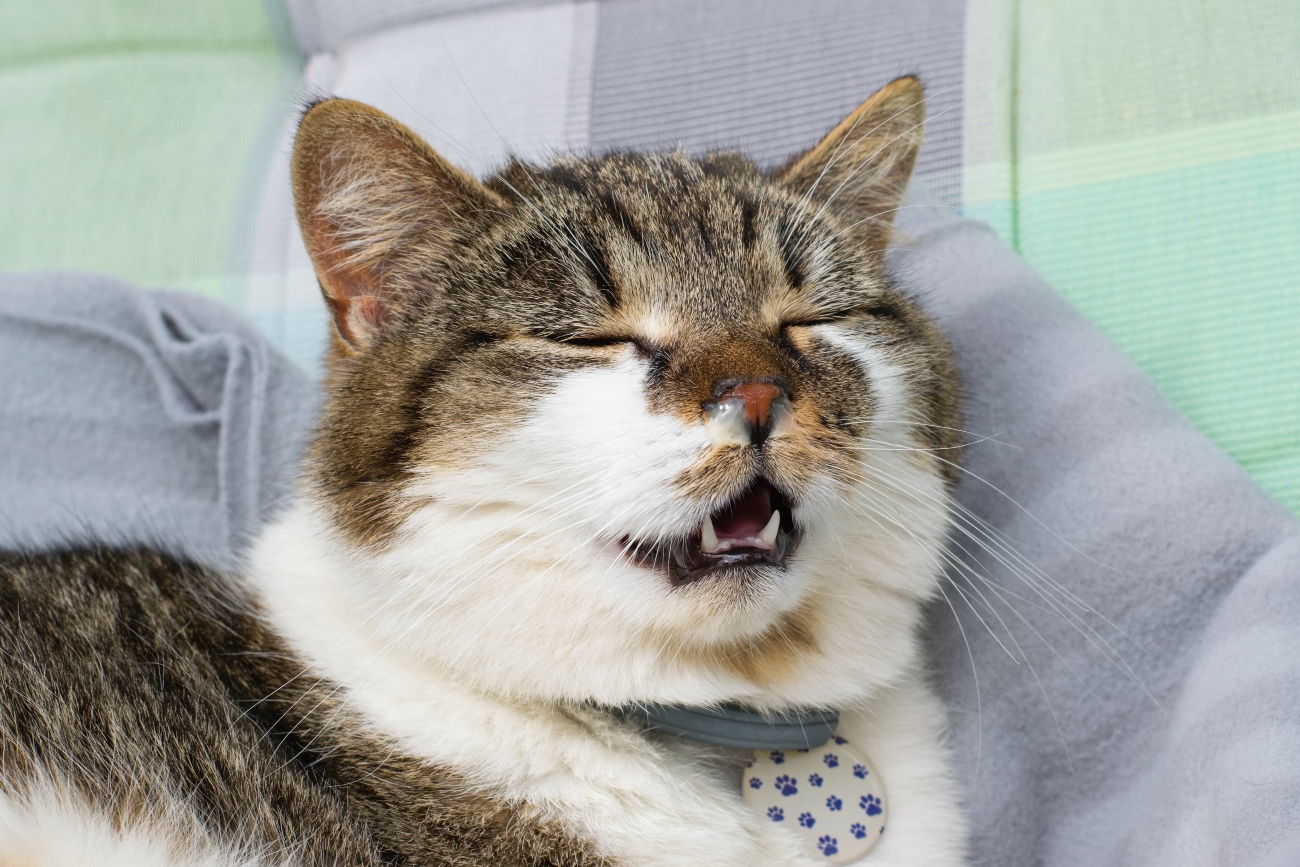 cat with snotty nose