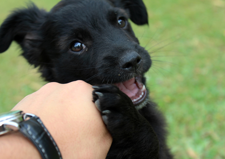A puppy looking happy as it mouths its owners hand