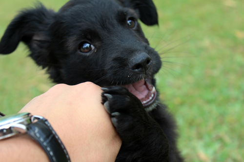 A puppy playing with an owners hand on grass