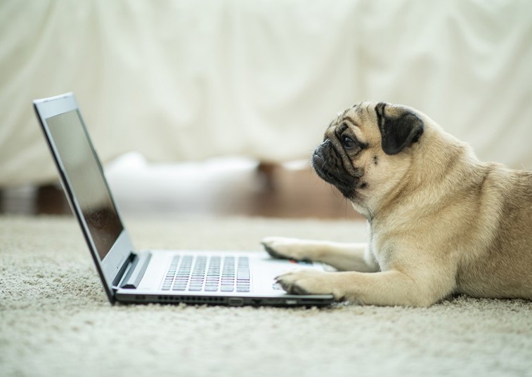 Dog looking at laptop