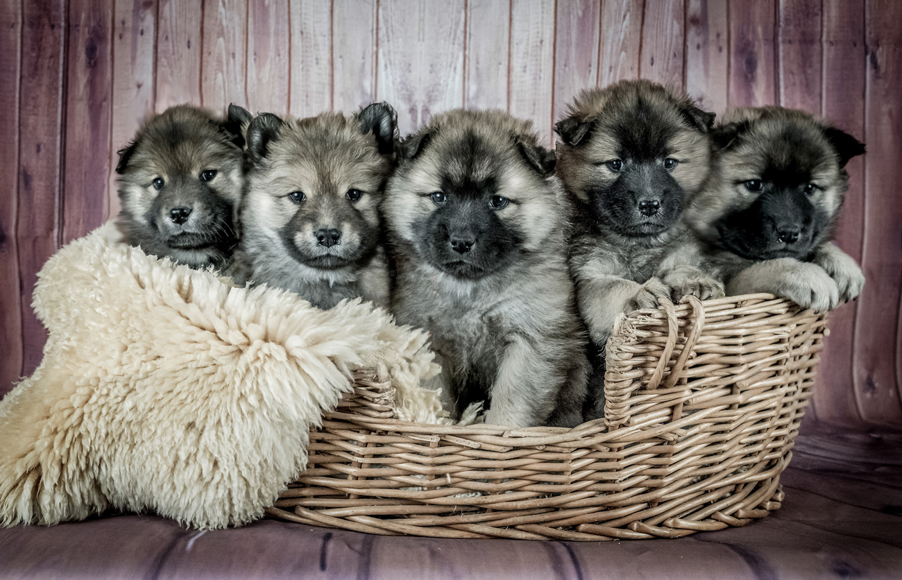 how long after having puppies can a dog get fixed