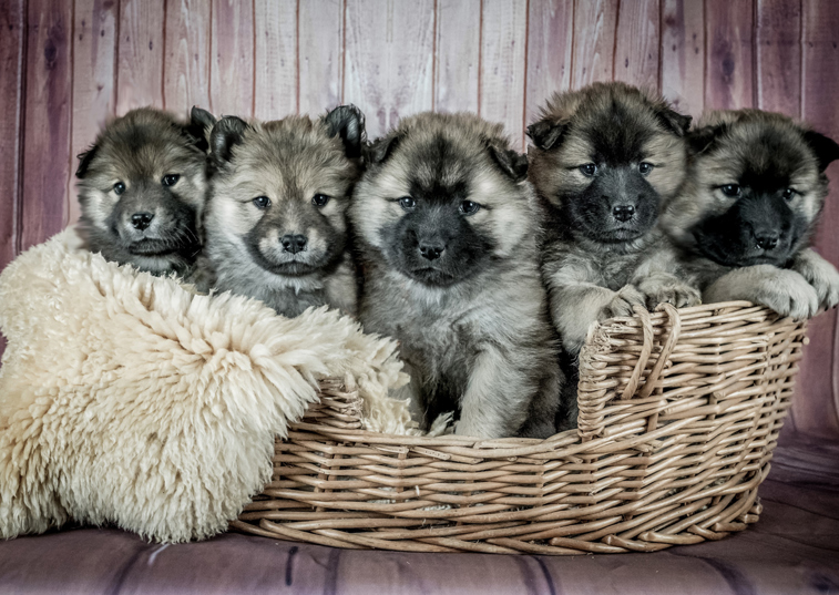 Top tips for successfully breeding a dog