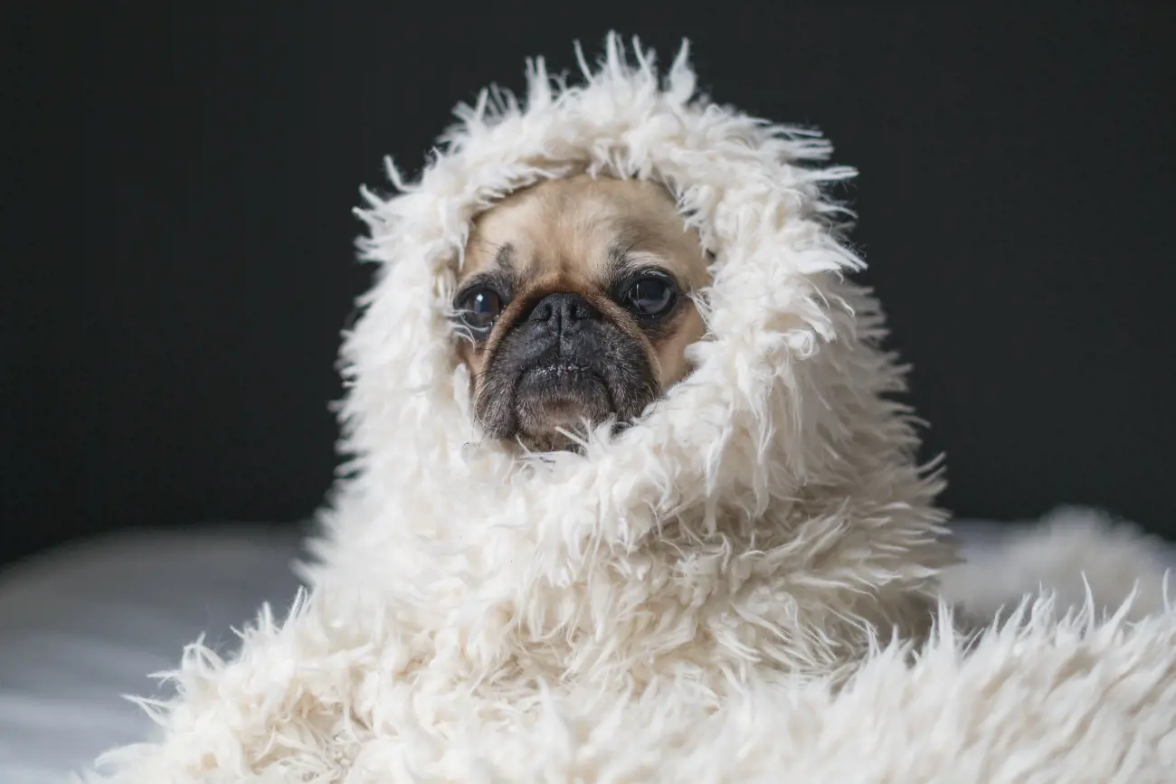 Pug in fluffy white blanket