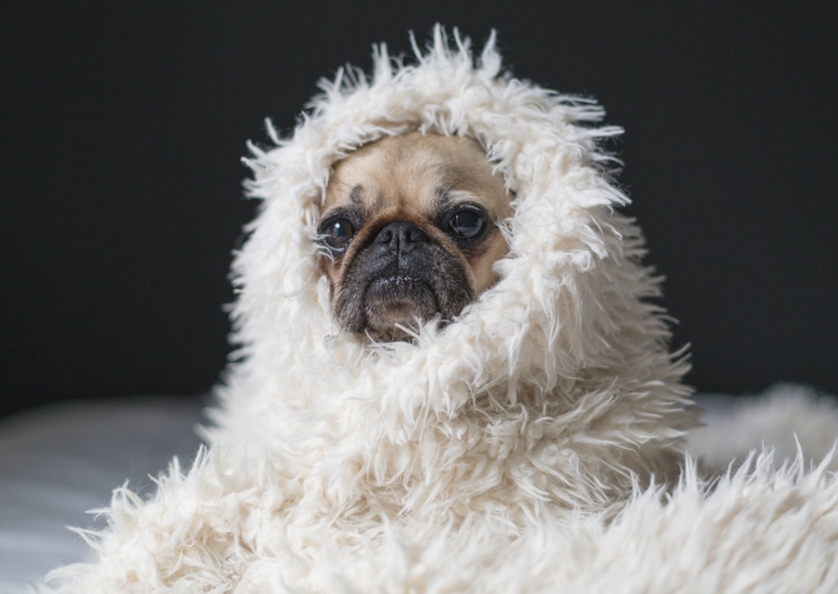 Pug in fluffy white blanket