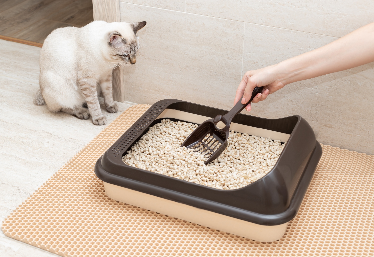 person cleaning litter box whilst cat watches