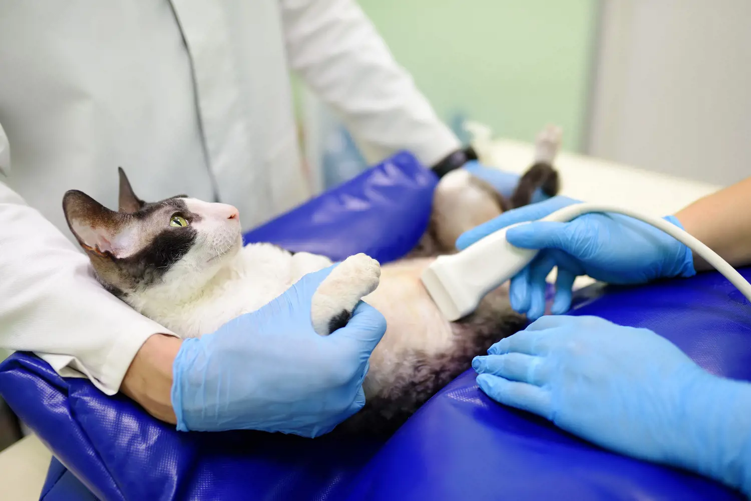cat having an ultrasound