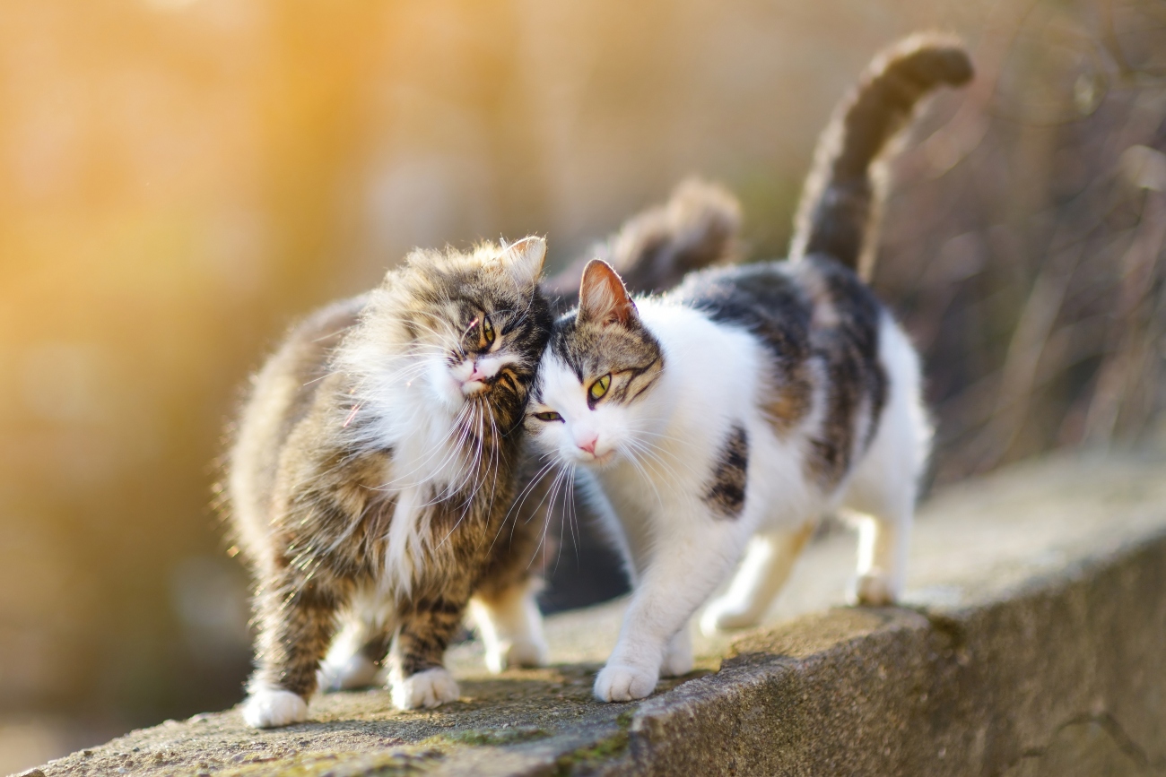 2 cats brushing heads against eachother