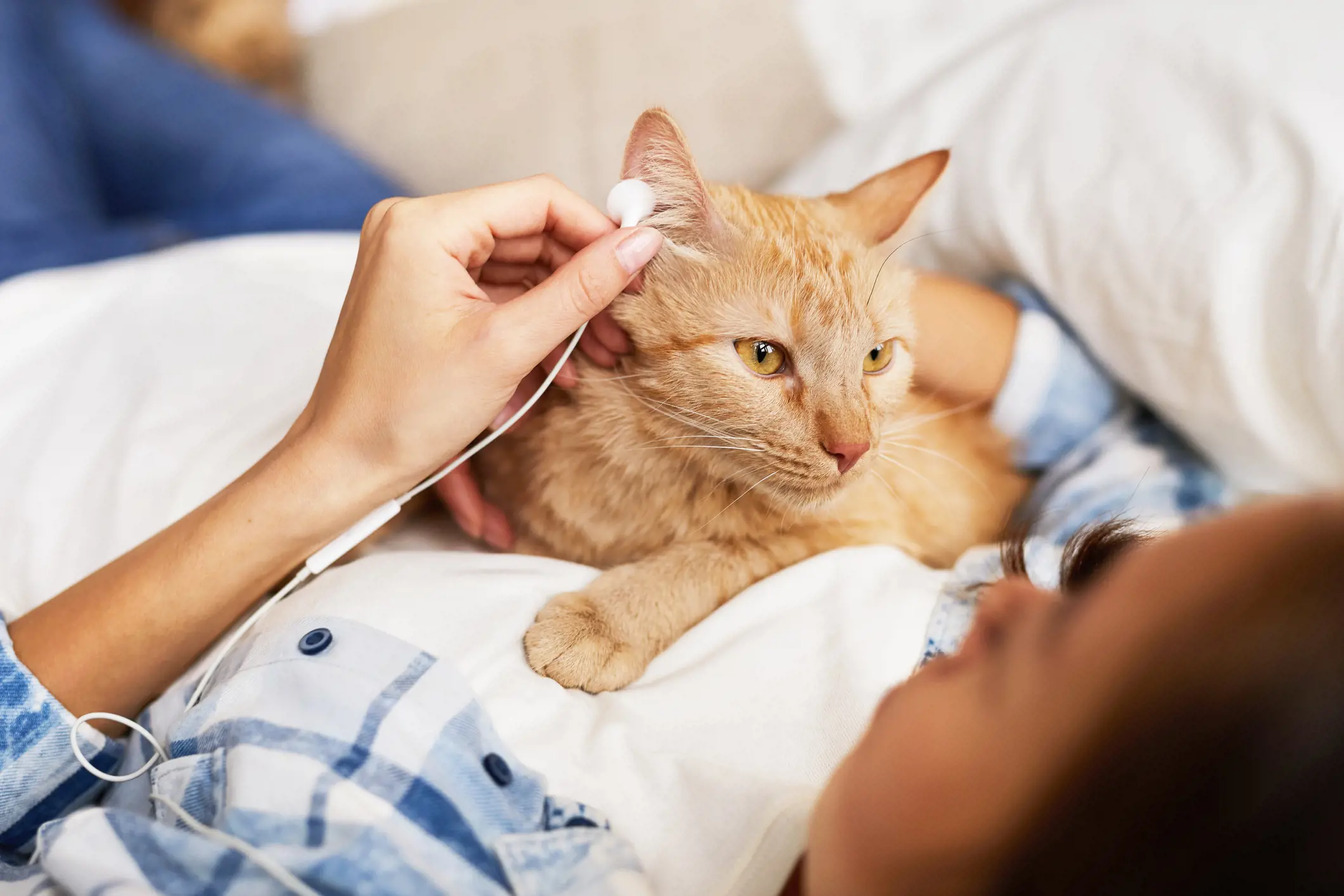 Music can reduce cats' stress levels, study shows