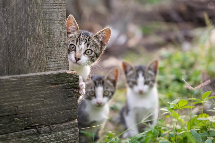 a family of cats peering out
