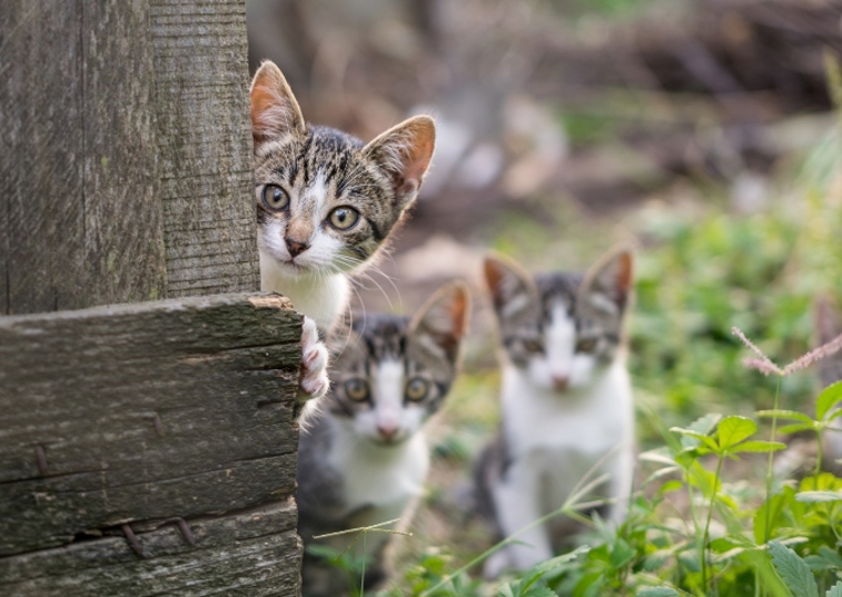 A family of three kittens in a garden