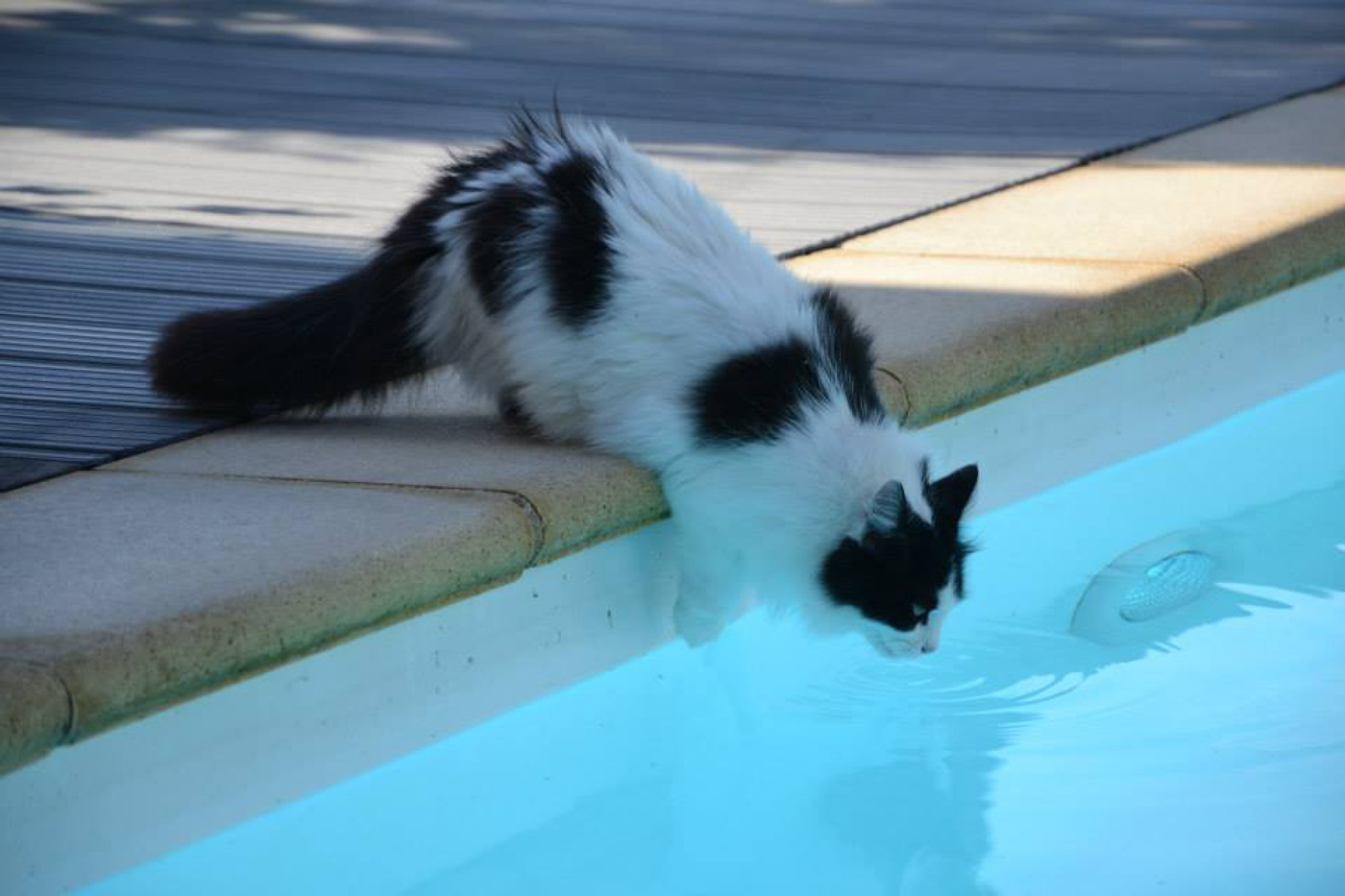 A cat leaning over the edge of a pool to investigate the water