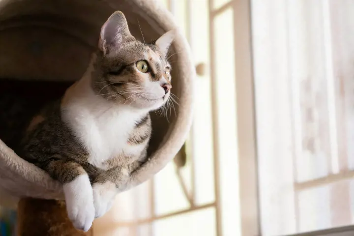 cat sitting in a cat tree