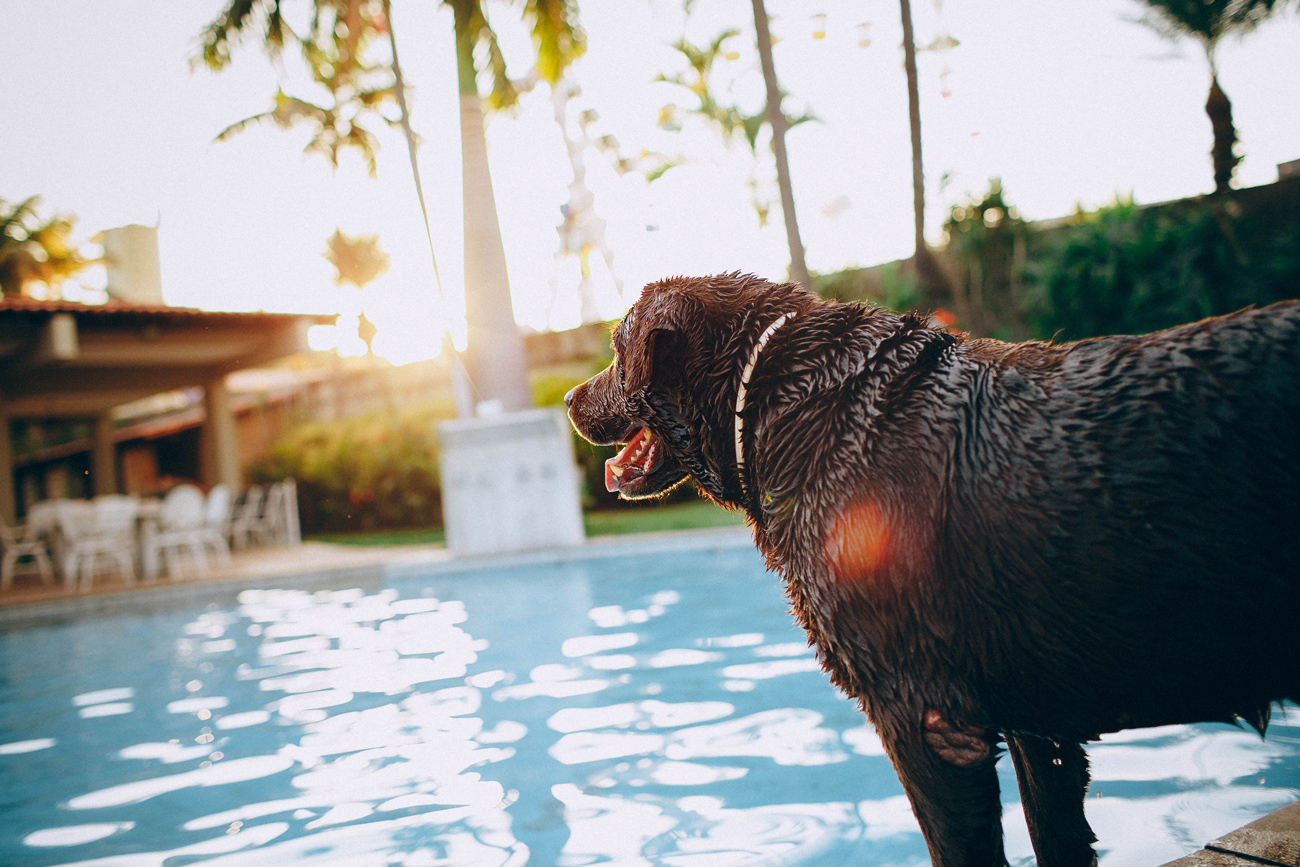 A dog standing next to a swimming pool in a garden with the sun setting behind