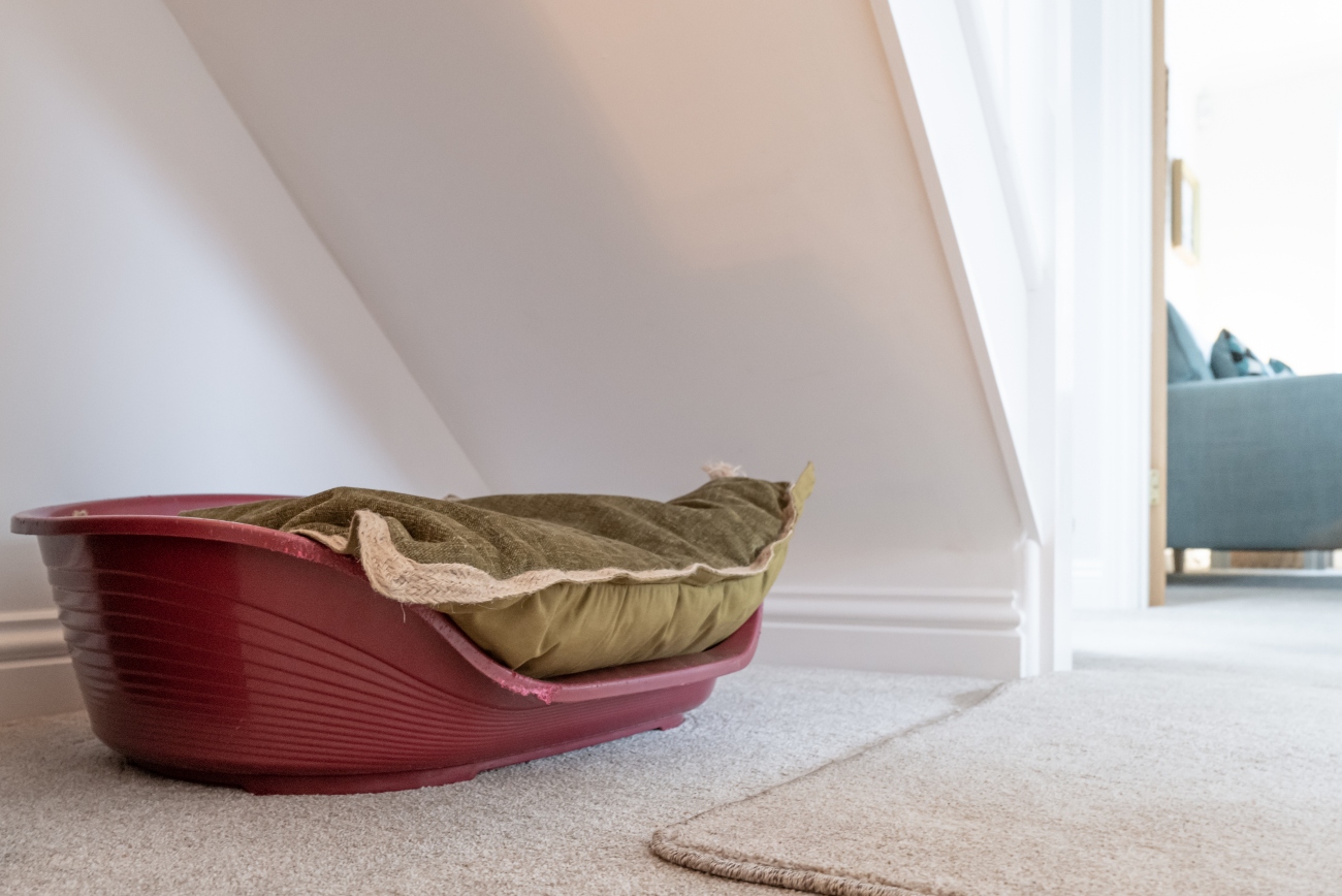 red dog bed